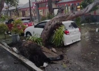 Pohon Tumbang Timpa Mobil di Mojokerto