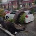 Pohon Tumbang Timpa Mobil di Mojokerto