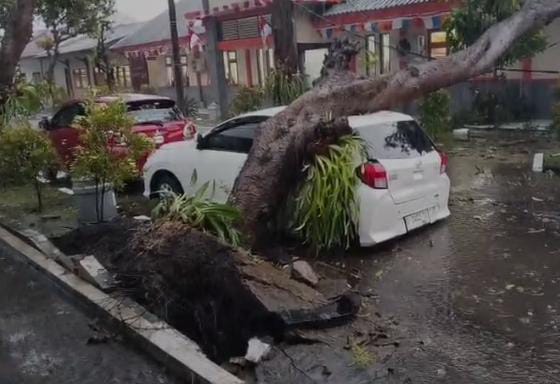 Hujan Disertai Angin Kencang! Pohon Tumbang Timpa Mobil di Mojokerto 1 Pohon Tumbang Timpa Mobil di Mojokerto