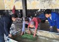 mesin ozon dan cold storage