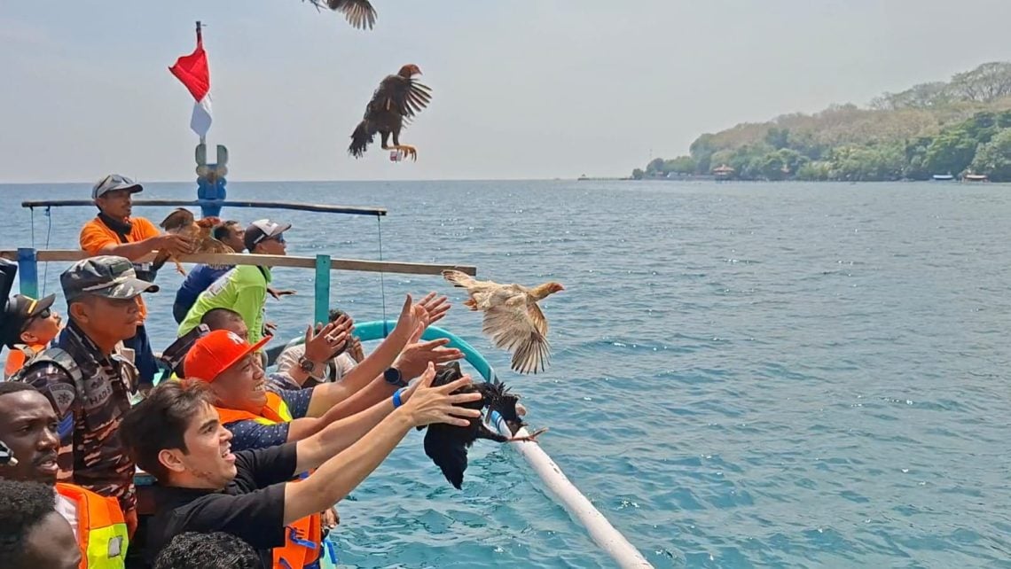Tradisi Ayam Sap-Sap Situbondo Jadi Magnet Wisata Pantai Pasir Putih 1 Tradisi Ayam Sap-Sap
