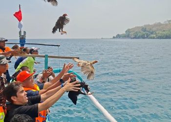 Tradisi Ayam Sap-Sap