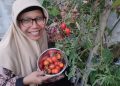 Tips Olah Tomat Saat Harga Anjlok