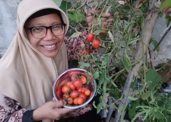 Tips Olah Tomat Saat Harga Anjlok