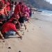 Konservasi Pantai Papuma, Burung dan Tukik Dilepas Bebas 8 Pantai Papuma