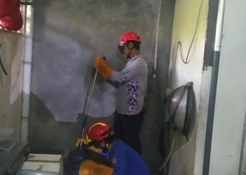 ular kobra jawa