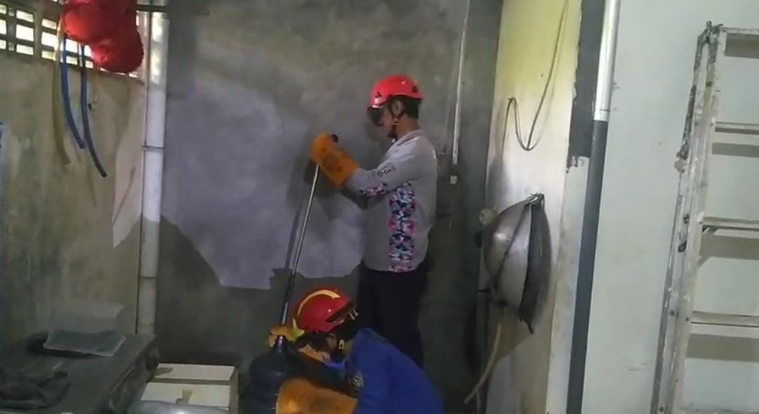 Geger! Ular Kobra Jawa Masuk Rumah Warga di Tuban 1 ular kobra jawa