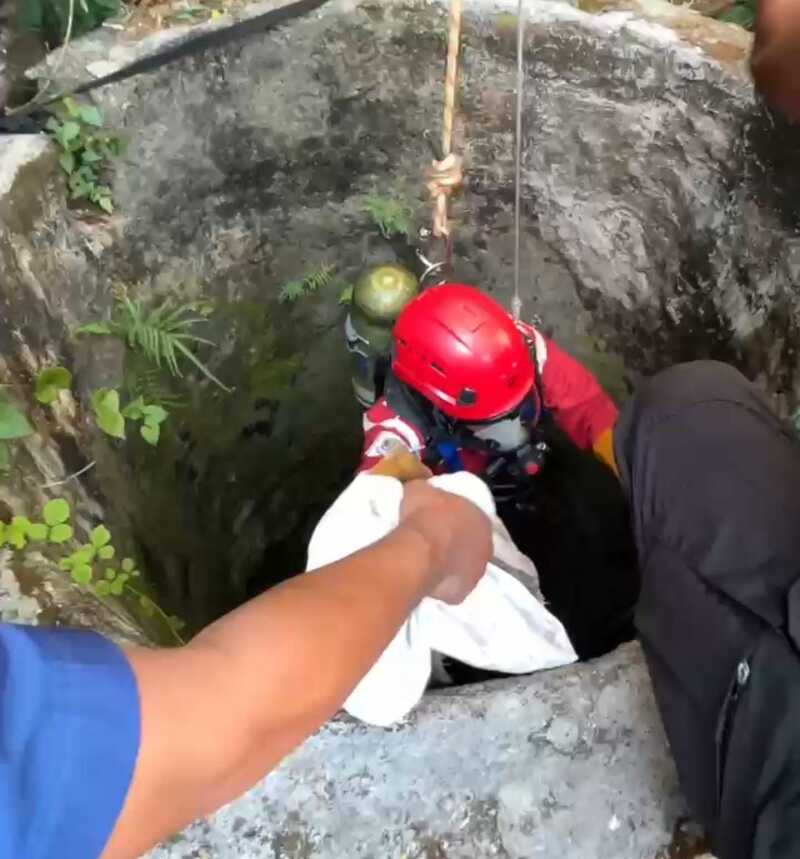 Hilang 5 Hari, Damkar Selamatkan Kucing Tuban di Dasar Sumur Sedalam 10 Meter 1 Kucing Tuban.