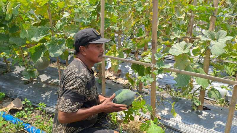 Wisata Petik Melon Hadir di Tengah Kota Tuban, Lahan Bekas Kandang Kambing Disulap Jadi Kebun Buah 6 Wisata petik melon di Tuban.