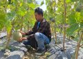 Wisata petik melon.