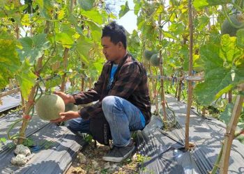 Wisata petik melon.