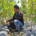 Wisata petik melon.