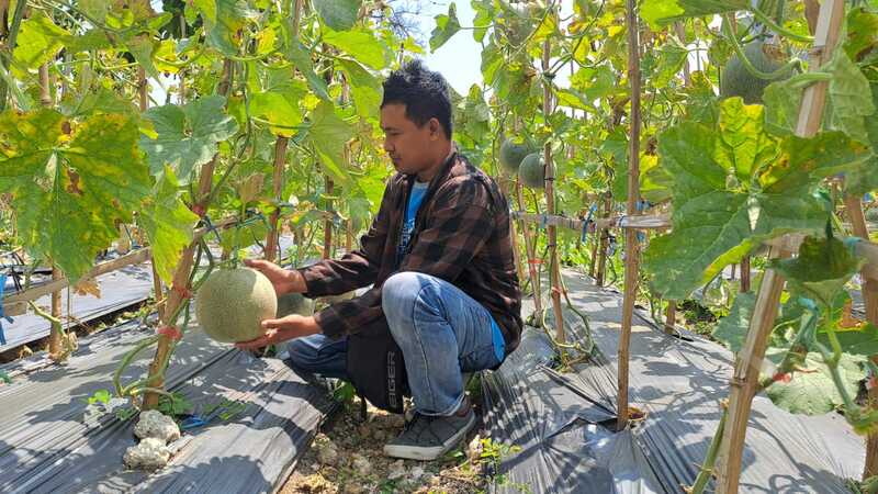 Wisata Petik Melon Hadir di Tengah Kota Tuban, Lahan Bekas Kandang Kambing Disulap Jadi Kebun Buah 5 Wisata petik melon.