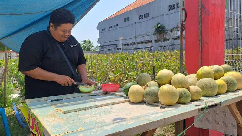 Wisata Petik Melon Hadir di Tengah Kota Tuban, Lahan Bekas Kandang Kambing Disulap Jadi Kebun Buah 7 Wisata petik melon Tuban.