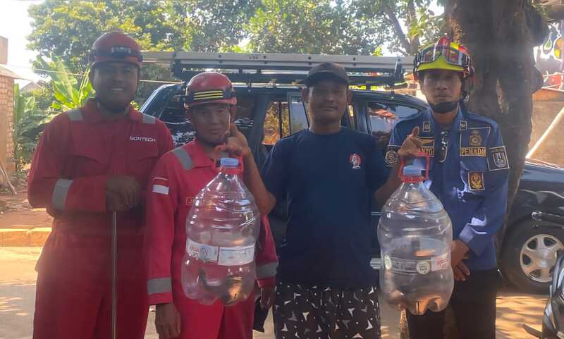 Kagetkan Penghuni Rumah, Sepasang Ular Kobra Bersarang di Dapur Warga Tuban 2 Ular kobra Tuban.