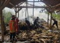 kebakaran kandang sapi di Tuban