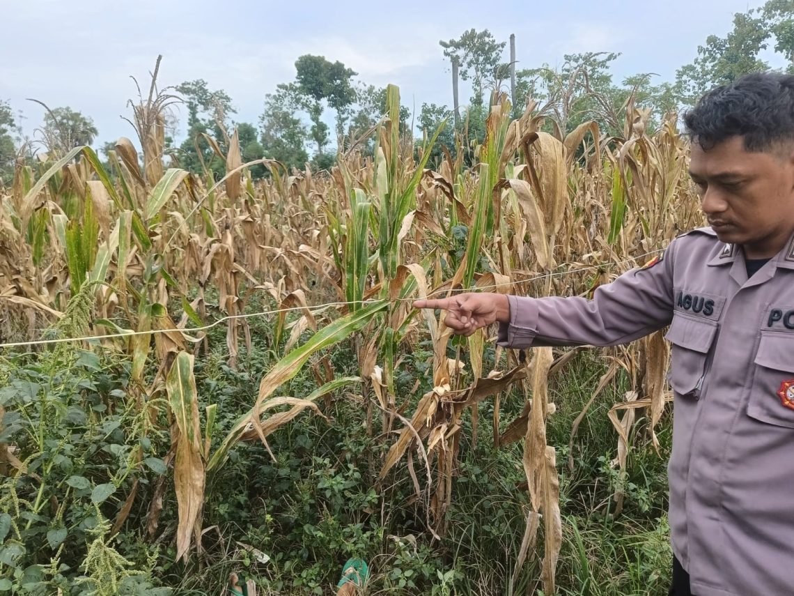 Perempuan 59 Tahun di Tuban Tewas Tersengat Listrik Saat Panen Jagung 1 Tewas Tersengat Listrik