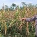 Perempuan 59 Tahun di Tuban Tewas Tersengat Listrik Saat Panen Jagung 10 Tewas Tersengat Listrik