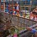 Ini Pilihan Wisata Edukasi Warga Mojokerto Saat Long Weekend 9 Wisata Edukasi