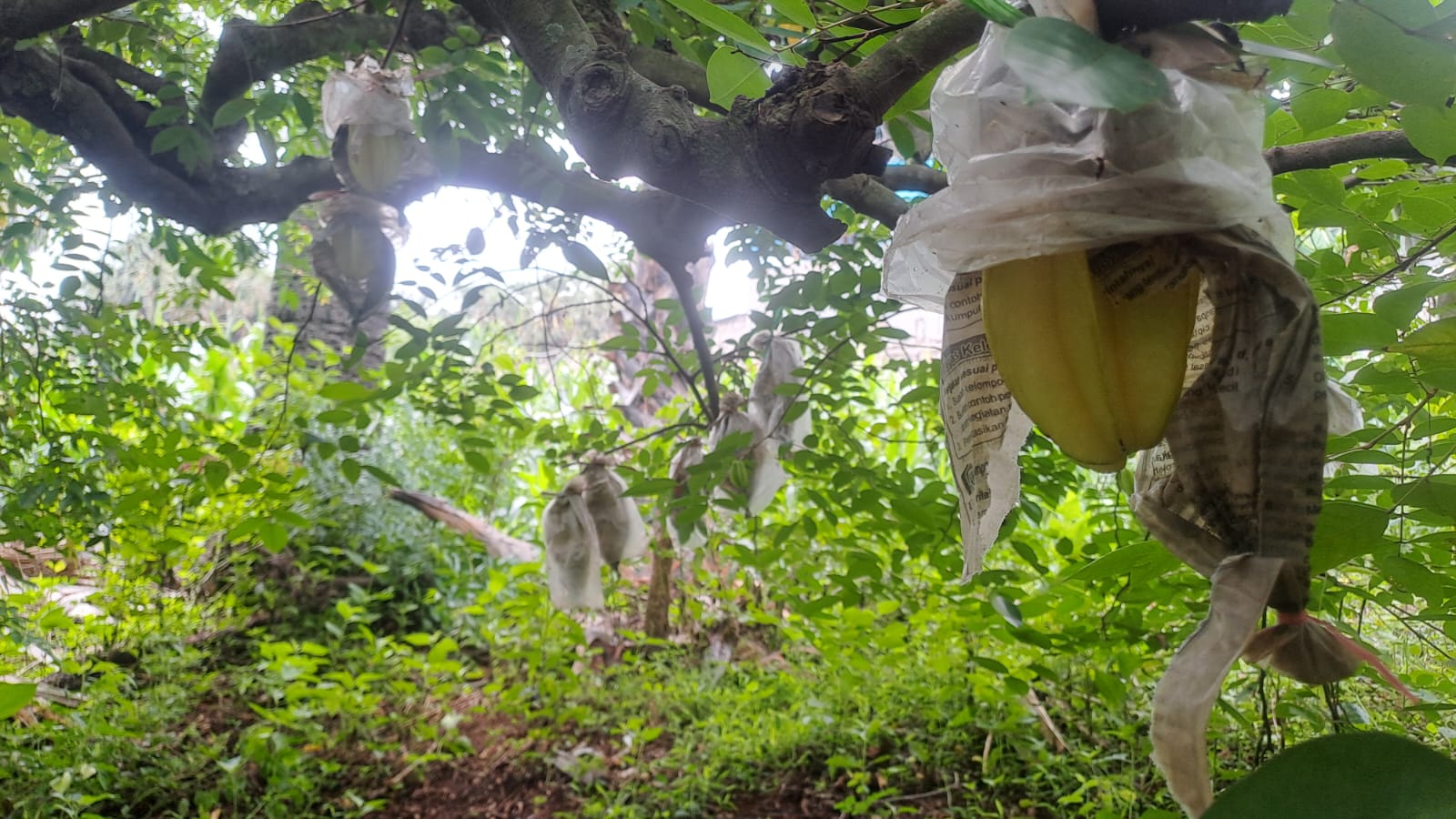 Panen Blimbing Madu di Palang: Harga Stabil, Cuaca Jadi Penentu Manisnya Rezeki Petani 6 Blimbing Madu di Palang