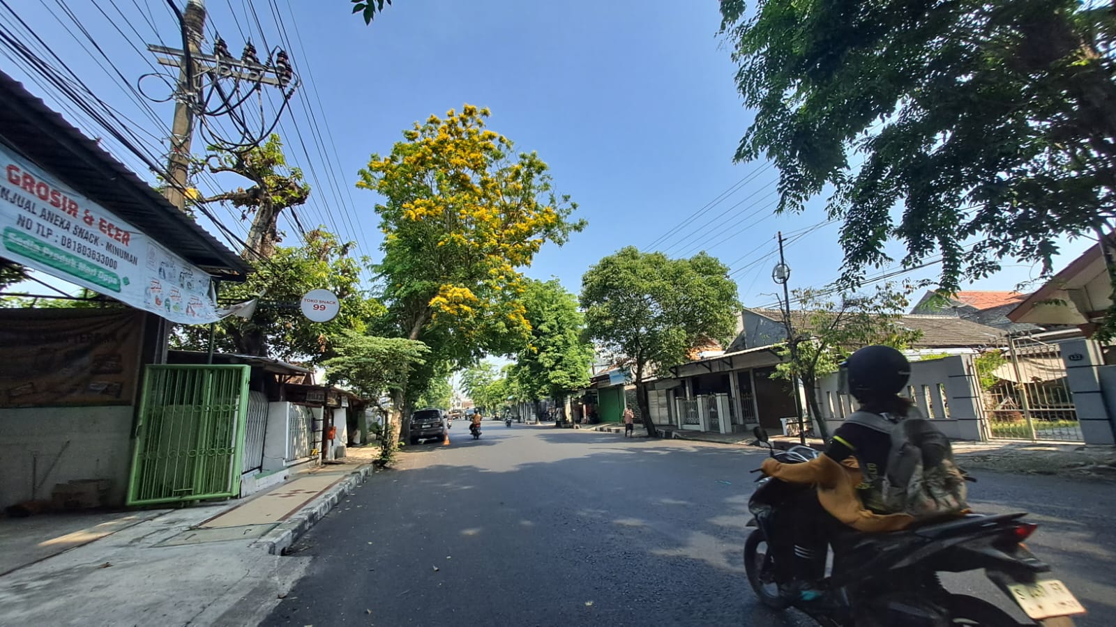 Pohon Angsana di Tuban.