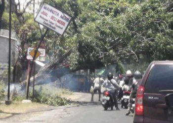 Pohon di Mojokerto.