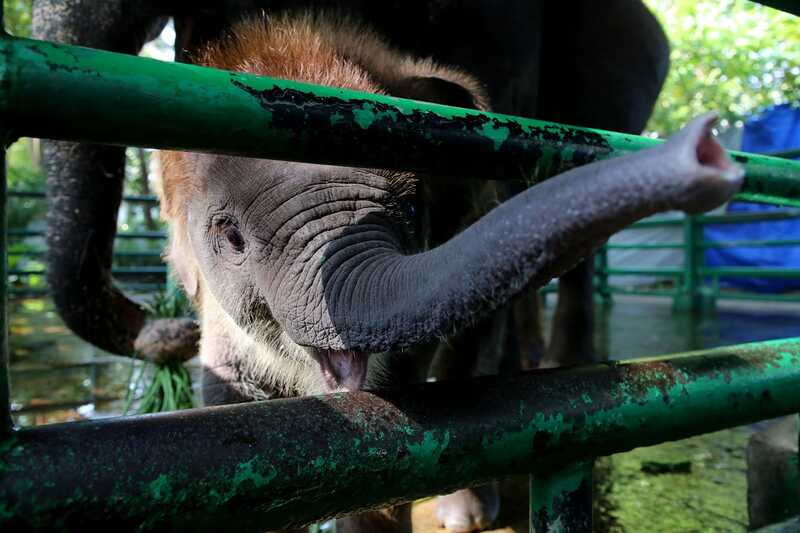 DPRD Surabaya Desak KBS dan Pemkot Bertanggung Jawab atas Dugaan Eksploitasi Anak Gajah Rocky 1 DPRD Surabaya.