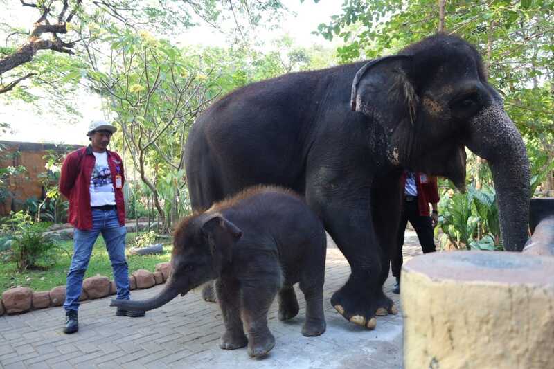 DPRD Surabaya Desak KBS dan Pemkot Bertanggung Jawab atas Dugaan Eksploitasi Anak Gajah Rocky 3 DPRD Surabaya sorot anak gajah Rocky.