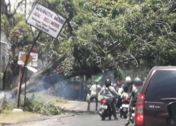 Pohon tumbang.