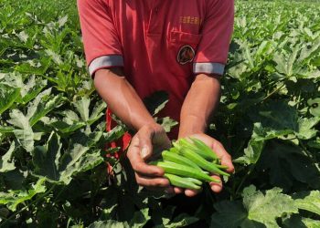 Tanaman okra.