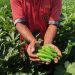 Tanaman Okra Jadi Primadona Baru Pertanian di Jember yang Tembus Pasar Asia Timur 8 Tanaman okra.