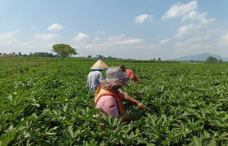Tanaman okra di Jember.