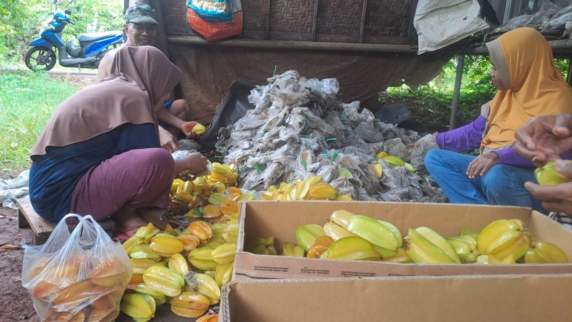 Panen Blimbing Madu di Palang: Harga Stabil, Cuaca Jadi Penentu Manisnya Rezeki Petani 5 Blimbing Madu di Palang