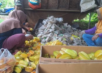 Blimbing Madu di Palang