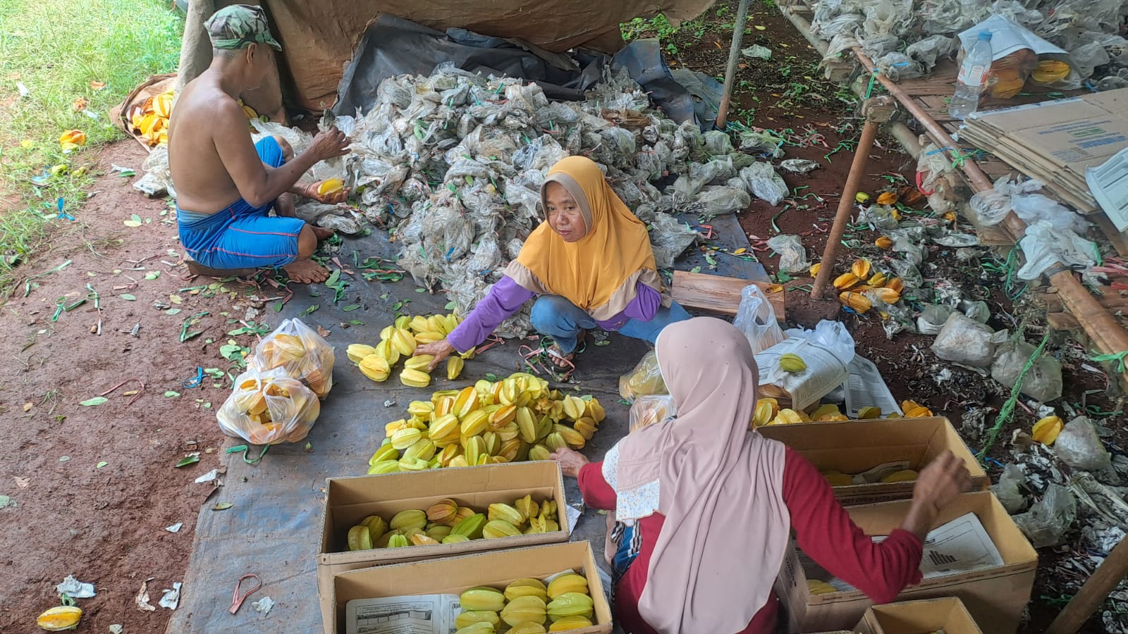 Panen Blimbing Madu di Palang: Harga Stabil, Cuaca Jadi Penentu Manisnya Rezeki Petani 7 Blimbing Madu di Palang