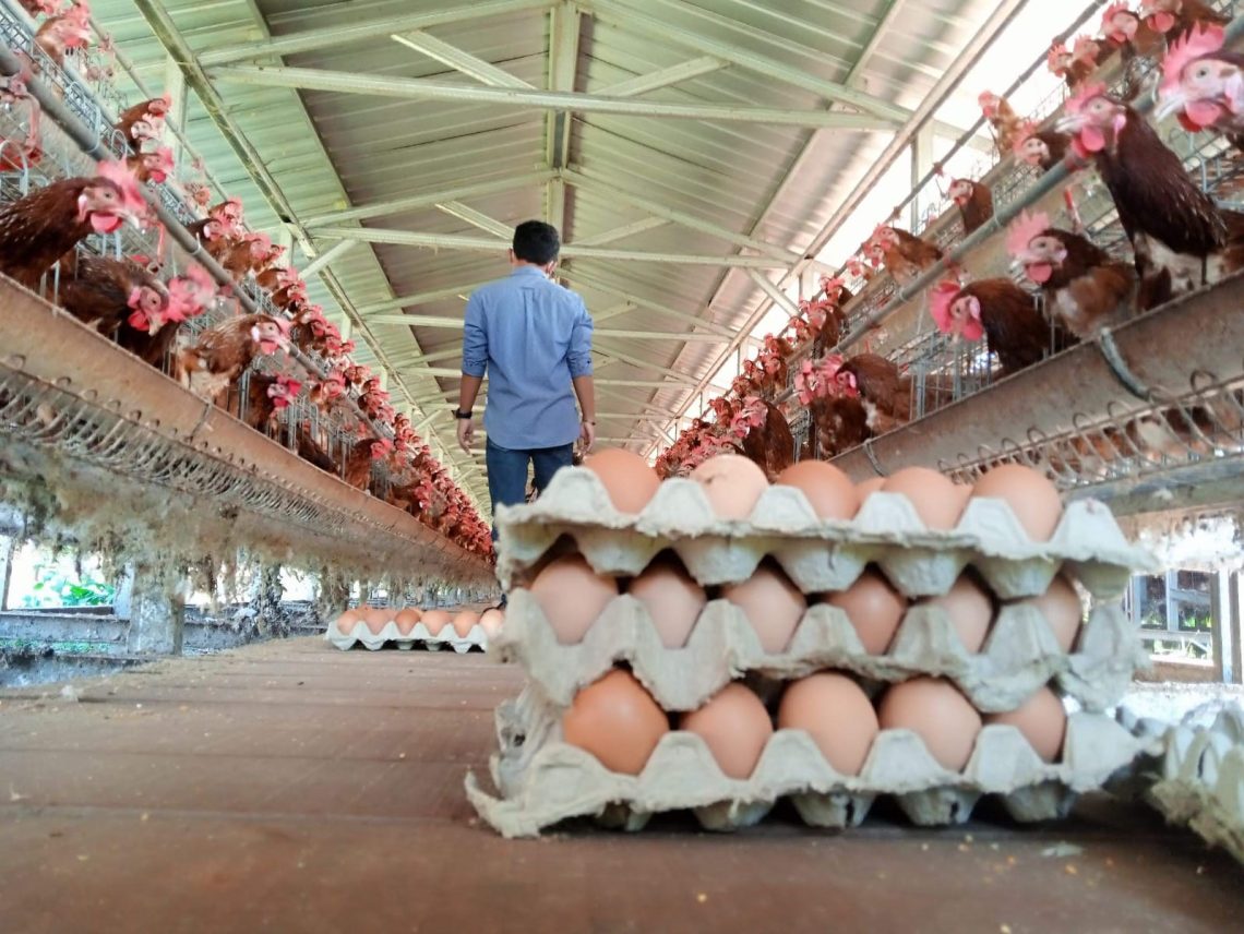 Ilustrasi IKM dan Penjual Gelisah Harga Telur di Tuban Tembus Rp30 Ribu per Kilogram. foto Mochamad Abdurrochim