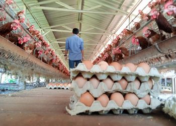 IKM dan Penjual Gelisah Harga Telur di Tuban Tembus Rp30 Ribu per Kilogram