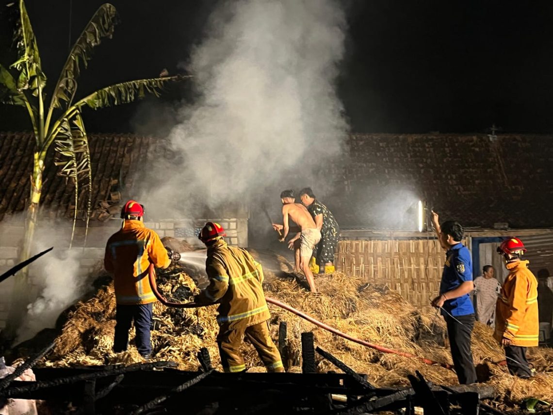 Ludes! Kandang Sapi di Tuban Dilalap Jago Merah 5 Kebakaran Kandang Sapi