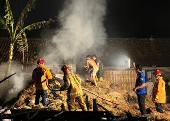 Kebakaran Kandang Sapi