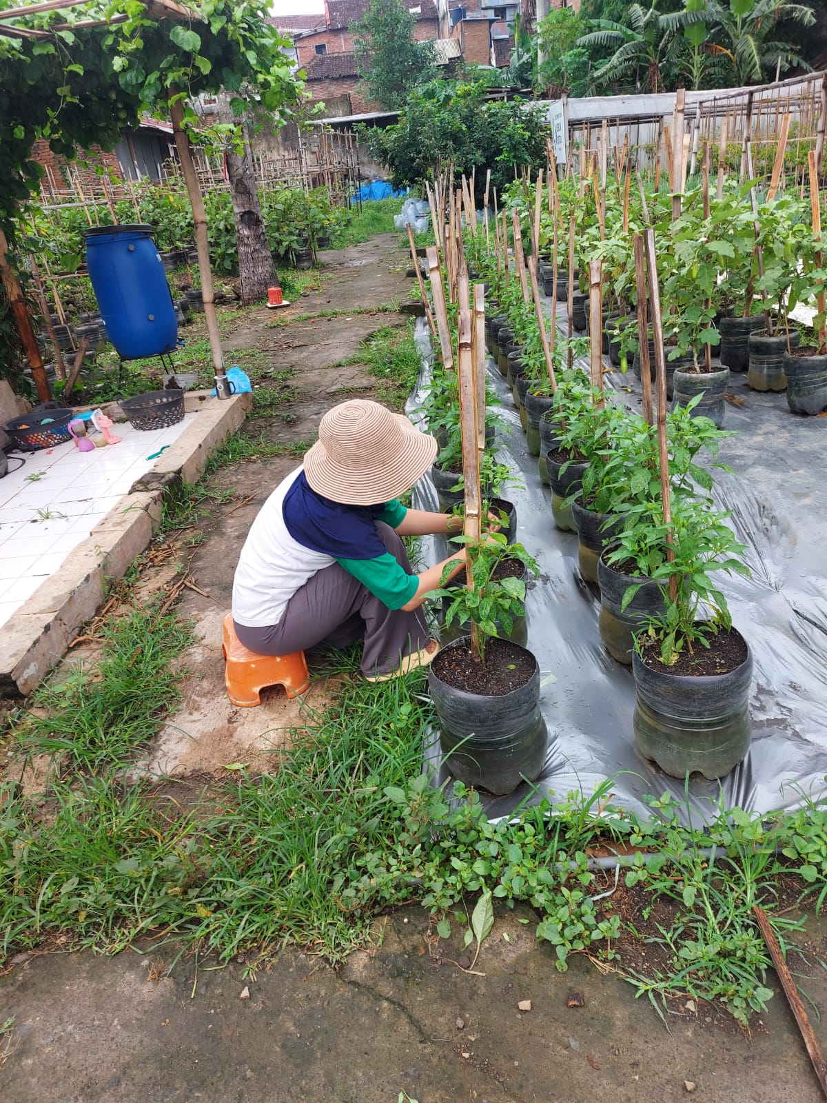 Kebun Botol Malang