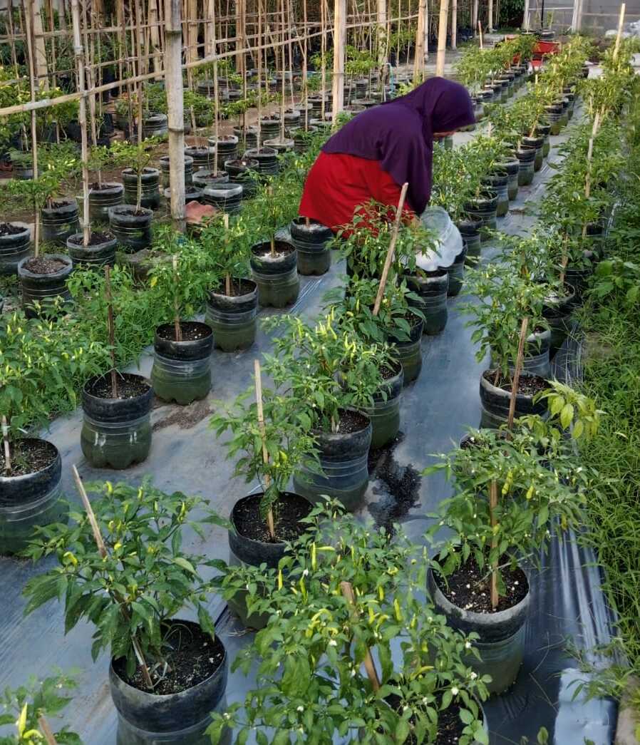 Kebun Botol Malang