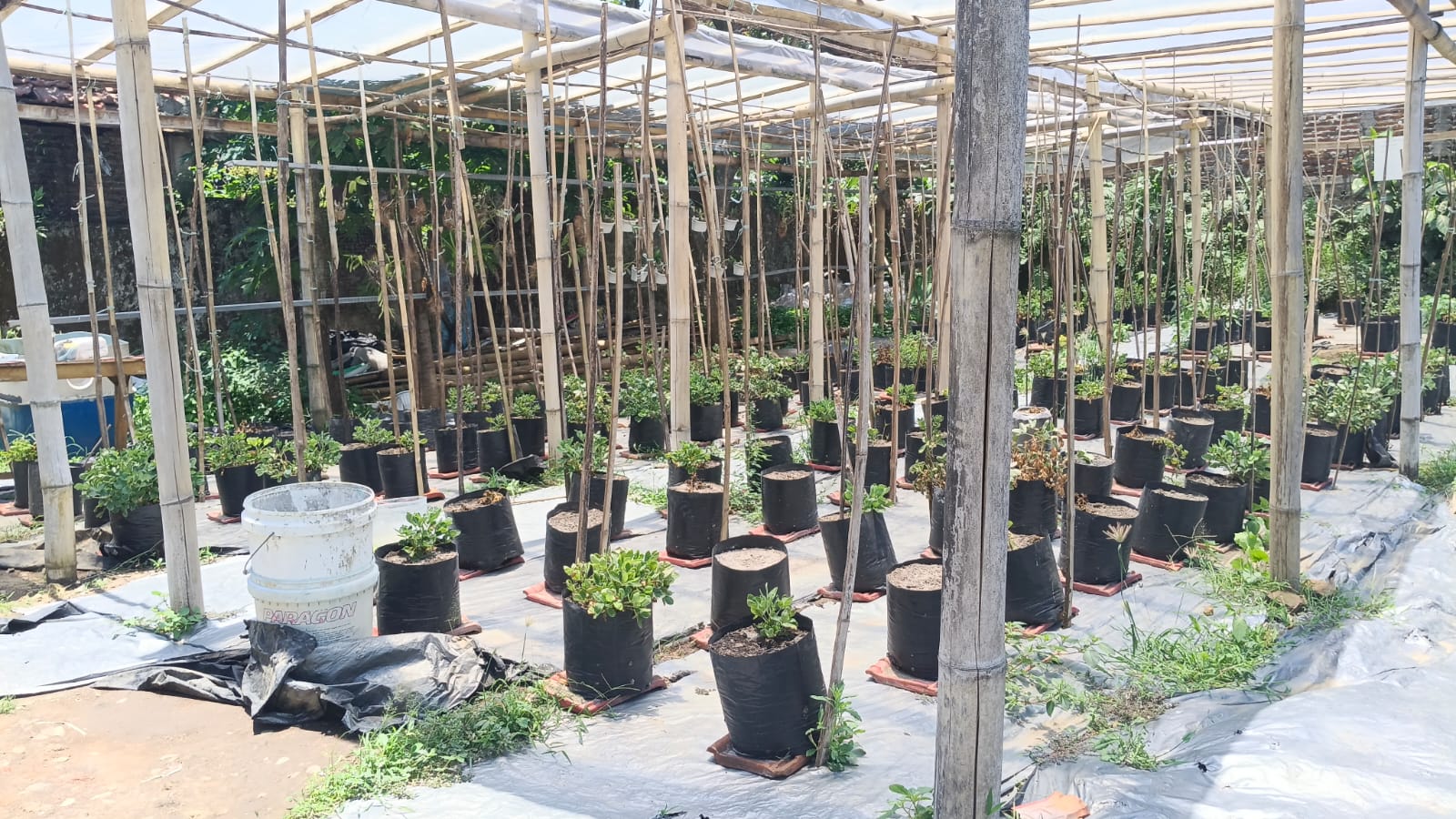 Kebun Botol Malang