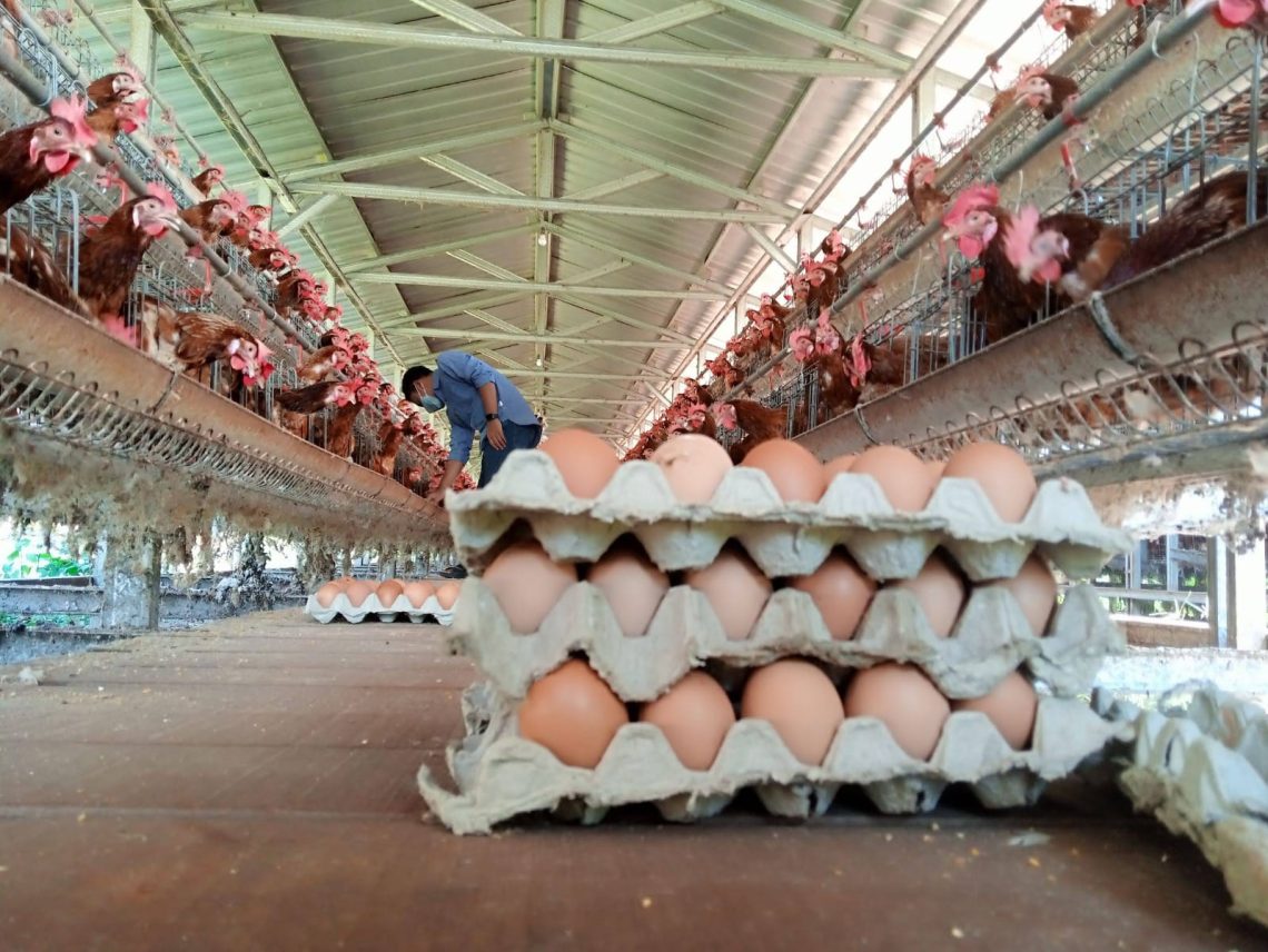 Harga Telur di Tuban