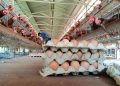 Harga Telur di Tuban Tembus Rp29 Ribu per Kilogram 2 Harga Telur di Tuban