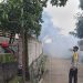 19 Warga Satu Dusun di Pasuruan Terjangkit Chikungunya 8 Chikungunya