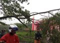 Pohon tumbang.