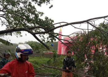 Pohon tumbang.
