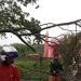 Hujan Deras dan Angin Kencang, 14 Pohon Tumbang di Malang Raya 8 Pohon tumbang.