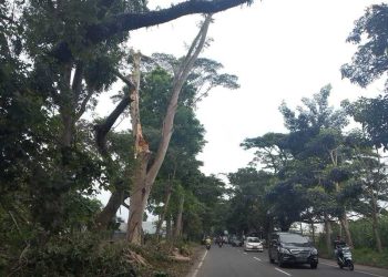 Pohon rawan tumbang.