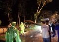 Pohon tumbang di Tuban.